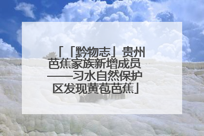 「黔物志」贵州芭蕉家族新增成员——习水自然保护区发现黄苞芭蕉