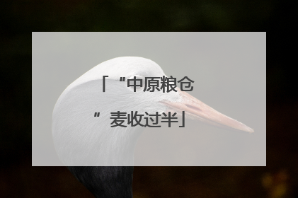 “中原粮仓”麦收过半