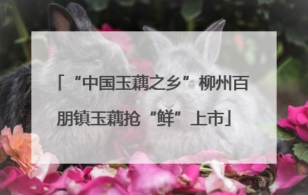 “中国玉藕之乡”柳州百朋镇玉藕抢“鲜”上市