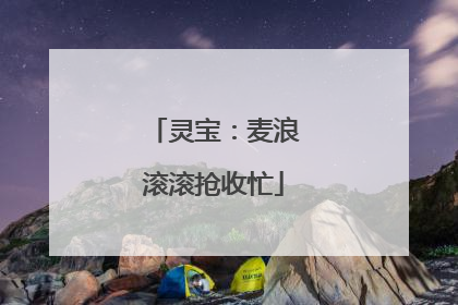 灵宝：麦浪滚滚抢收忙