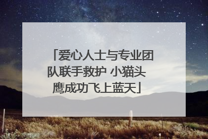 爱心人士与专业团队联手救护 小猫头鹰成功飞上蓝天