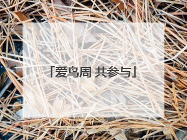 爱鸟周 共参与