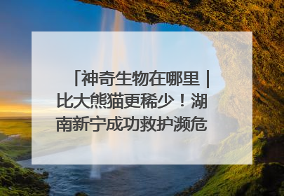 神奇生物在哪里｜比大熊猫更稀少！湖南新宁成功救护濒危鸟类海南鳽