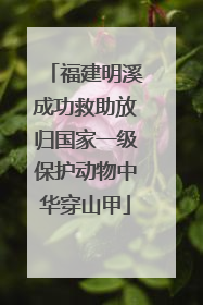福建明溪成功救助放归国家一级保护动物中华穿山甲