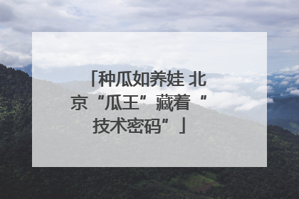 种瓜如养娃 北京“瓜王”藏着“技术密码”