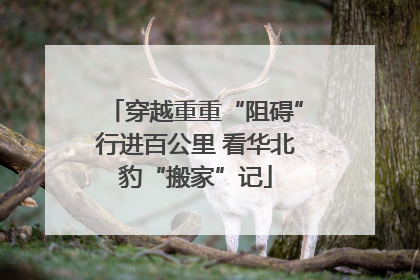 穿越重重“阻碍”行进百公里 看华北豹“搬家”记