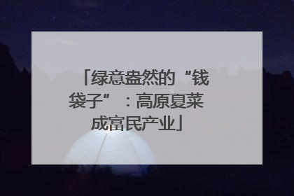 绿意盎然的“钱袋子”：高原夏菜成富民产业