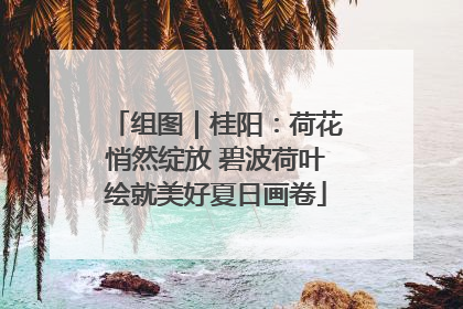 组图｜桂阳：荷花悄然绽放 碧波荷叶绘就美好夏日画卷