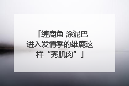 缠鹿角 涂泥巴 进入发情季的雄鹿这样“秀肌肉”