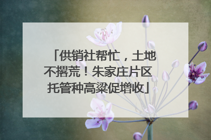 供销社帮忙，土地不撂荒！朱家庄片区托管种高粱促增收