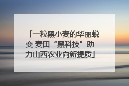 一粒黑小麦的华丽蜕变 麦田“黑科技”助力山西农业向新提质