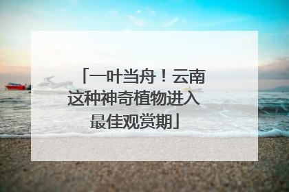 一叶当舟！云南这种神奇植物进入最佳观赏期