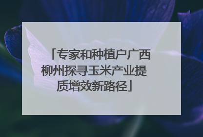 专家和种植户广西柳州探寻玉米产业提质增效新路径