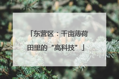 东营区：千亩薄荷田里的“高科技”