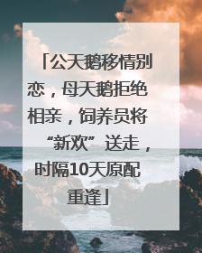公天鹅移情别恋，母天鹅拒绝相亲，饲养员将“新欢”送走，时隔10天原配重逢