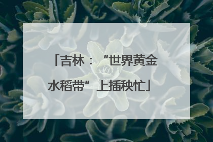 吉林：“世界黄金水稻带”上插秧忙