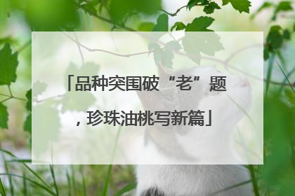 品种突围破“老”题，珍珠油桃写新篇