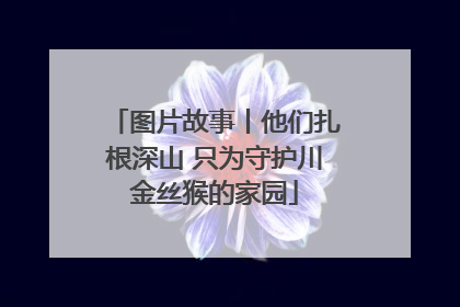 图片故事丨他们扎根深山 只为守护川金丝猴的家园