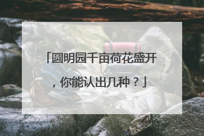 圆明园千亩荷花盛开，你能认出几种？