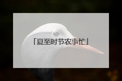 夏至时节农事忙