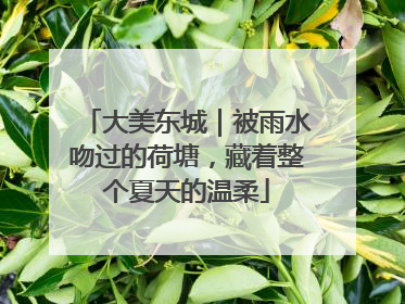 大美东城｜被雨水吻过的荷塘，藏着整个夏天的温柔
