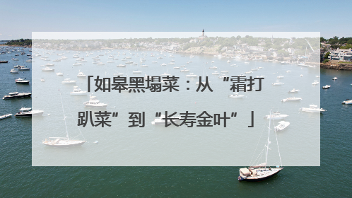 如皋黑塌菜：从“霜打趴菜”到“长寿金叶”