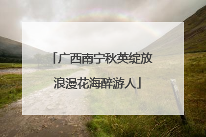 广西南宁秋英绽放 浪漫花海醉游人
