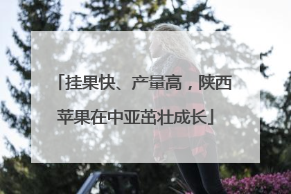 挂果快、产量高，陕西苹果在中亚茁壮成长