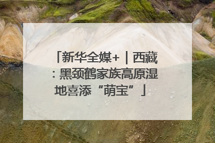 新华全媒+｜西藏：黑颈鹤家族高原湿地喜添“萌宝”