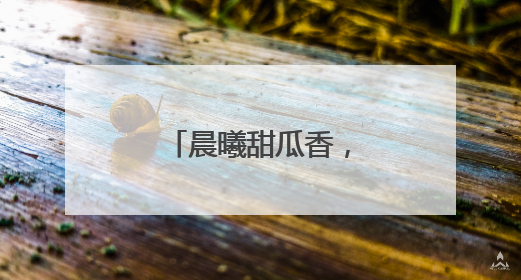 晨曦甜瓜香，彭集绘就乡村振兴“金”画卷