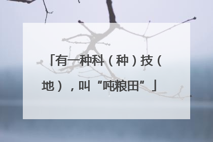 有一种科（种）技（地），叫“吨粮田”