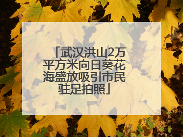 武汉洪山2万平方米向日葵花海盛放吸引市民驻足拍照
