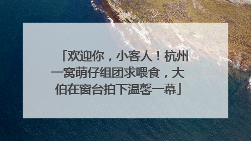 欢迎你，小客人！杭州一窝萌仔组团求喂食，大伯在窗台拍下温馨一幕