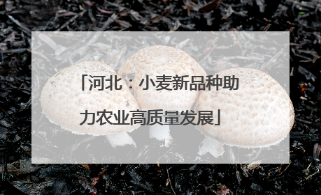 河北：小麦新品种助力农业高质量发展