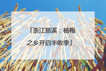 浙江慈溪：杨梅之乡开启丰收季