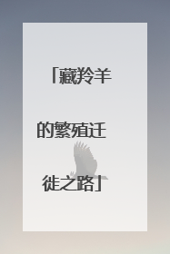 藏羚羊的繁殖迁徙之路