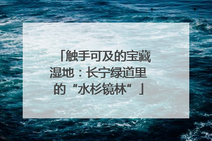 触手可及的宝藏湿地：长宁绿道里的“水杉镜林”
