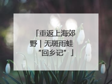 重返上海郊野｜无斑雨蛙“回乡记”