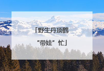 野生丹顶鹤“带娃”忙