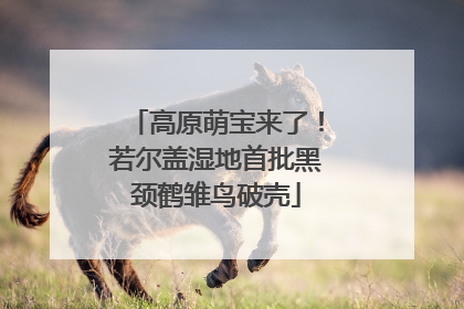 高原萌宝来了！若尔盖湿地首批黑颈鹤雏鸟破壳