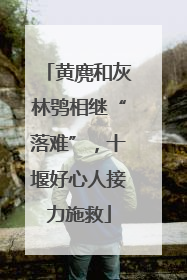 黄麂和灰林鸮相继“落难”，十堰好心人接力施救