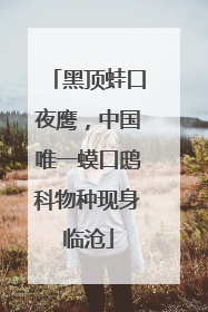黑顶蛙口夜鹰，中国唯一蟆口鸱科物种现身临沧